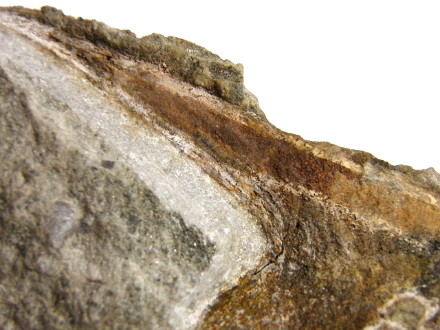  Stensiopelta Pustulata UST 004