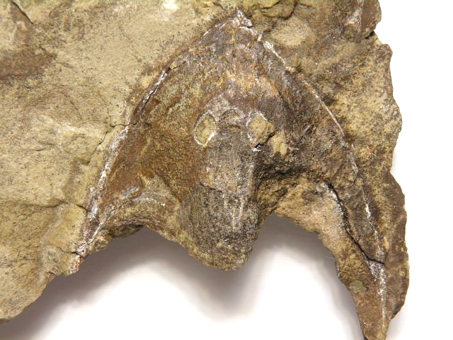  Stensiopelta Wladysagitta UST 005