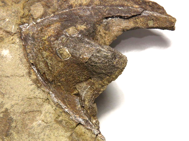  Stensiopelta Wladysagitta UST 005